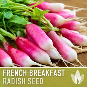 French Breakfast Radish Heirloom Seeds image 4