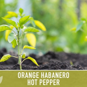 Habanero Orange Pepper Heirloom Seeds image 8