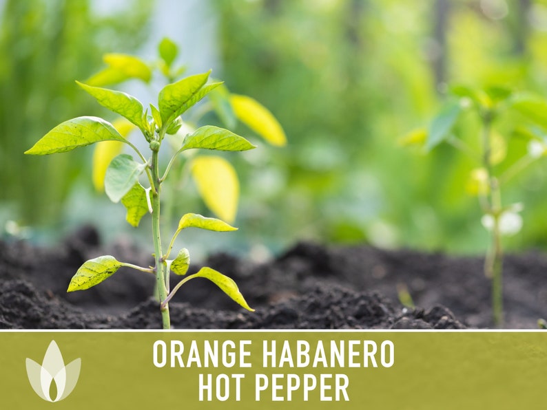 Habanero Orange Pepper Heirloom Seeds image 8