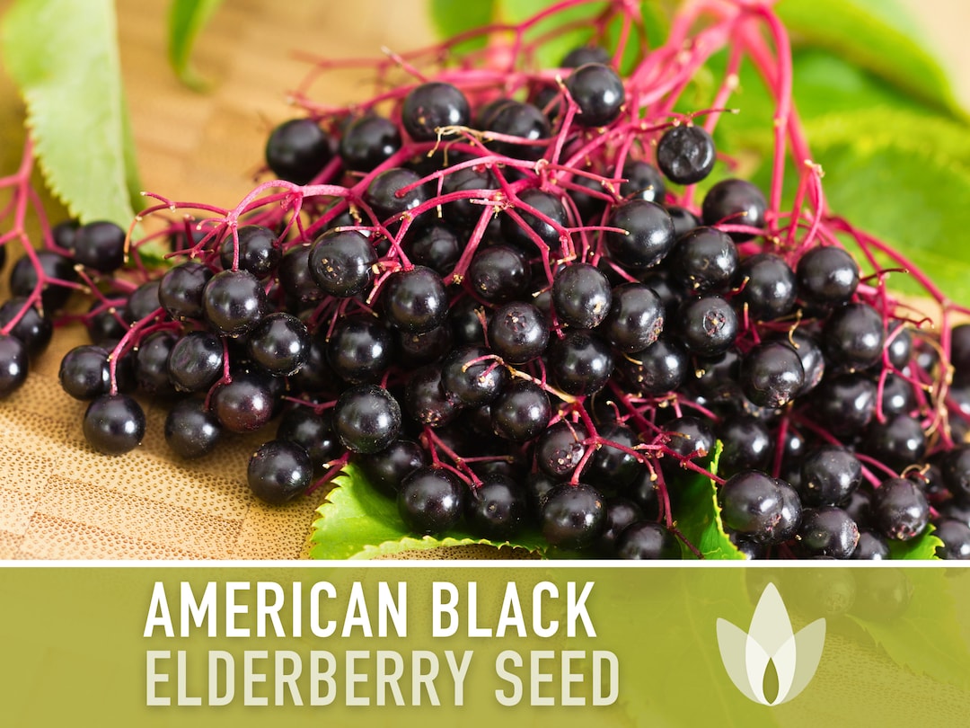 Great Description About Black Elderberry Seeds