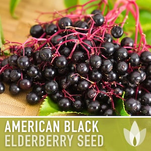 American Black Elderberry Seeds - Heirloom Seeds, Common Elderberry, Sambucus Canadensis, Medicinal Plant, Open Pollinated, Non-GMO