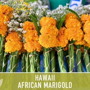 African Marigold Seeds | 200+ Seeds, Bright Orange Blooms, Heirloom, Pollinator Attractant | Tagetes erecta image 8