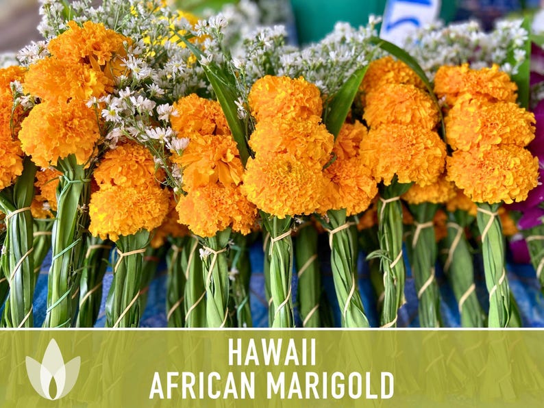 African Marigold Seeds | 200+ Seeds, Bright Orange Blooms, Heirloom, Pollinator Attractant | Tagetes erecta image 8
