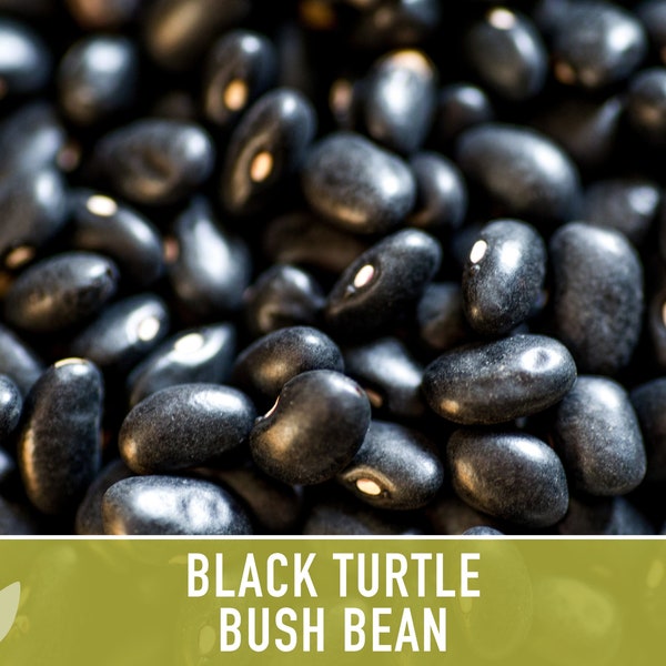 Black Turtle Beans Etsy