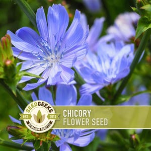 Chicory Flower Seeds, Wildflower Herb, Coffee Substitute