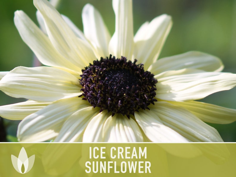 Ice Cream Sunflower Heirloom Seeds Perennial Sunflower Seed Etsy