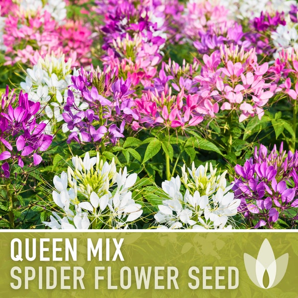 Spider Flower, Queen Mix Seeds - Heirloom Seeds, Spider Lily, Grandfather's Whiskers, Pollinator Garden, Cleome Hassleriana, Non-GMO