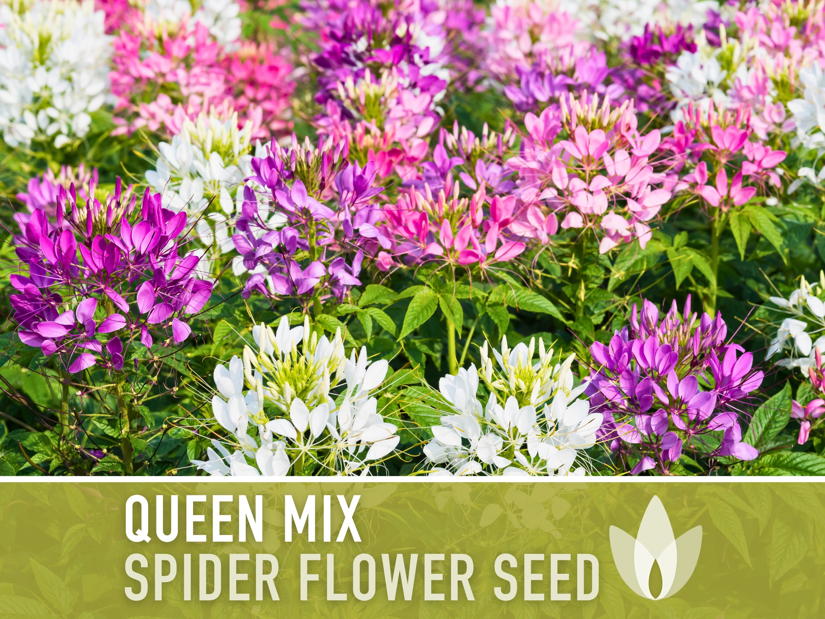 Spider Flower, Queen Mix Seeds - Heirloom Seeds, Spider Lily, Grandfather's Whiskers, Pollinator Garden, Cleome Hassleriana, Non-GMO