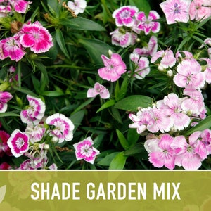 Shade Garden Wildflower Seed Mix Seed Packets, Heirloom Seeds, Flower Seeds, Non GMO, Open Pollinated image 2