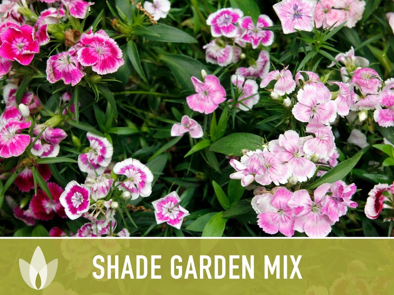 Shade Garden Wildflower Seed Mix Seed Packets, Heirloom Seeds, Flower Seeds, Non GMO, Open Pollinated image 2