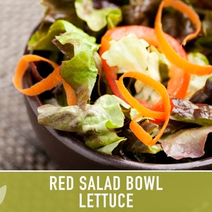 Red Salad Bowl Lettuce Heirloom Seeds image 6