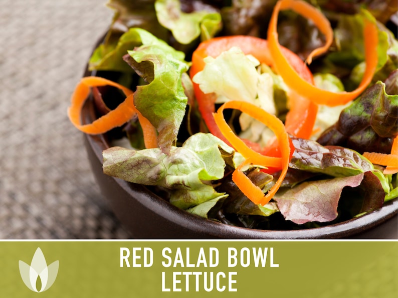 Red Salad Bowl Lettuce Heirloom Seeds image 6