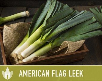 American Flag Leek Heirloom Seeds