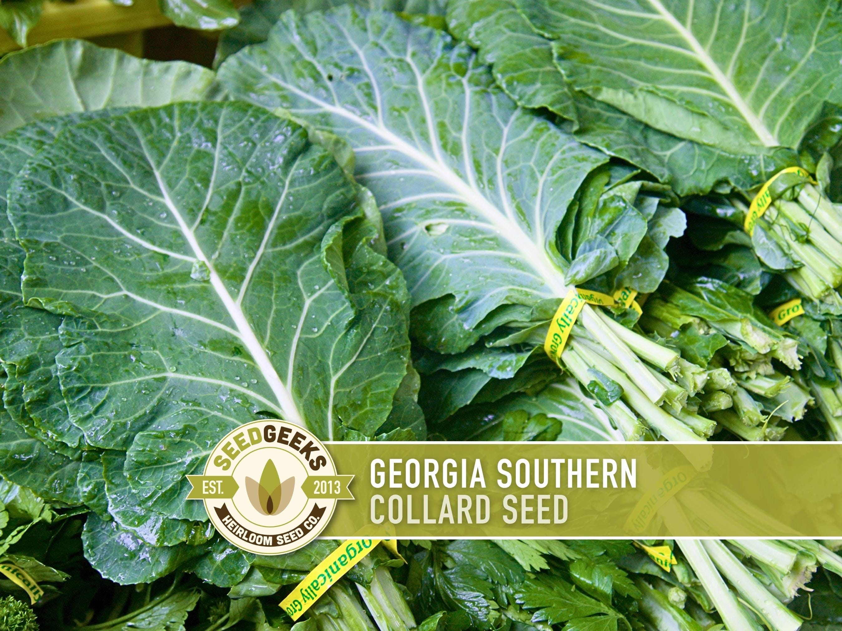 Georgia Southern Collards Heirloom Seeds