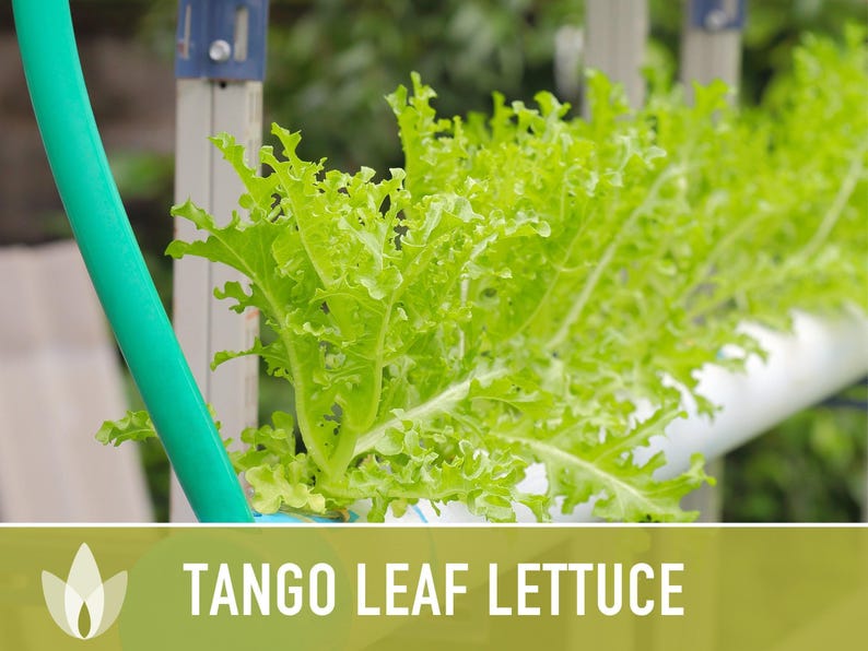 Tango Oakleaf Lettuce Seeds – Heirloom, Cold Tolerant imagem 8
