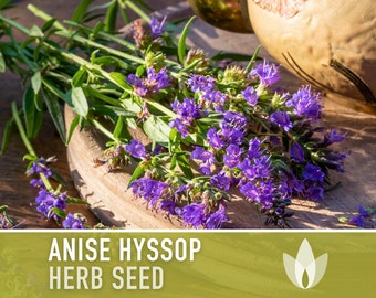 Anise Hyssop Herb Flower Heirloom Seeds