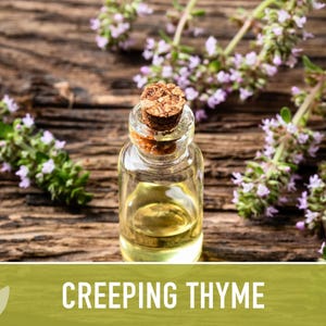 Semillas de tomillo rastrero / Más de 50 semillas, hierba culinaria tradicional, cobertura del suelo, flores aromáticas, Thymus serpyllum imagen 3