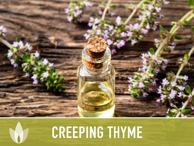 Semillas de tomillo rastrero / Más de 50 semillas, hierba culinaria tradicional, cobertura del suelo, flores aromáticas, Thymus serpyllum imagen 3