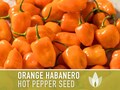 Habanero Orange Pepper Heirloom Seeds