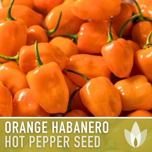 Habanero Orange Pepper Heirloom Seeds