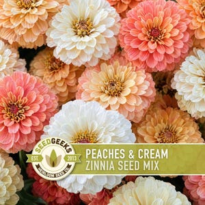 Peaches & Cream Zinnia Seed Mix | 100+ Seeds, Salmon, Peach and White Flowers | Zinnia elegans imagem 6