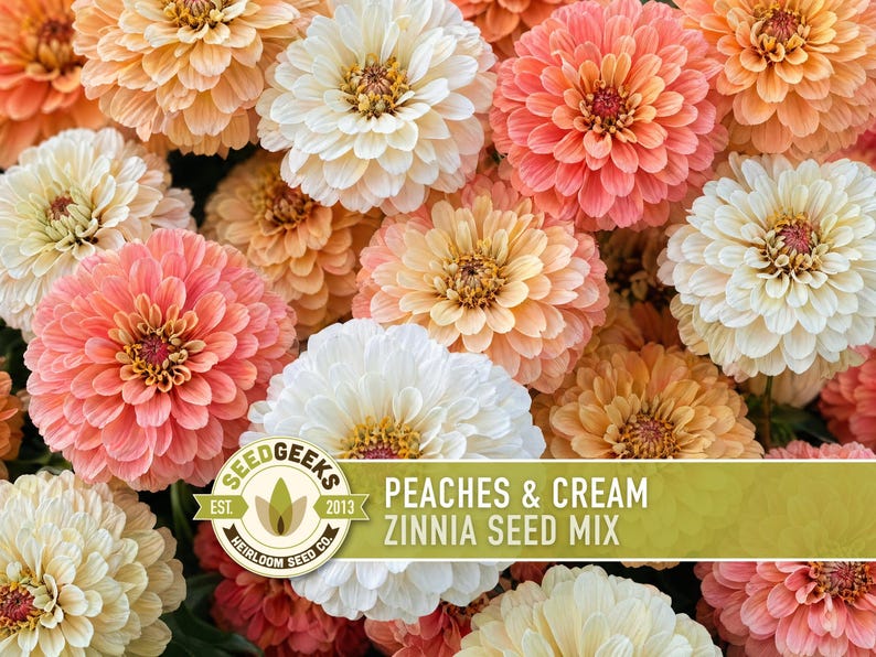 Peaches & Cream Zinnia Seed Mix | 100+ Seeds, Salmon, Peach and White Flowers | Zinnia elegans imagem 6
