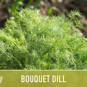 Bouquet Dill Herb Heirloom Seeds image 8