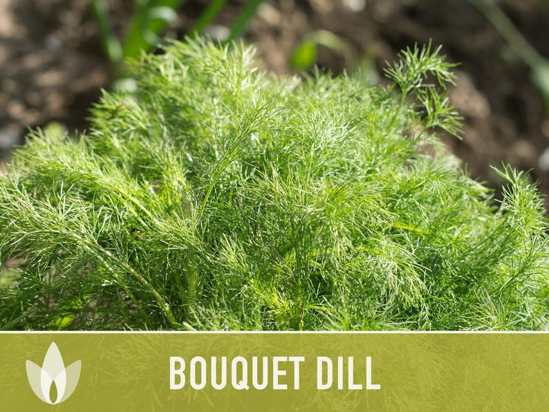 Bouquet Dill Herb Heirloom Seeds image 8