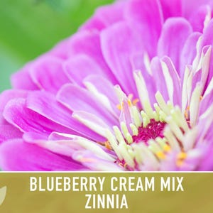 Blueberry Cream Zinnia Seeds | 100+ Seeds, Heirloom Flower Mix, Butterfly Garden, Bouquets imagem 11