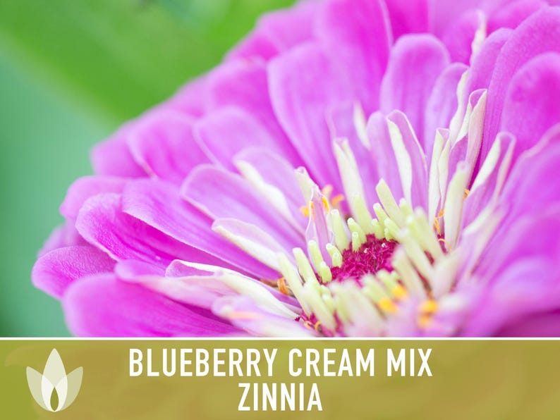 Blueberry Cream Zinnia Seeds | 100+ Seeds, Heirloom Flower Mix, Butterfly Garden, Bouquets imagem 11