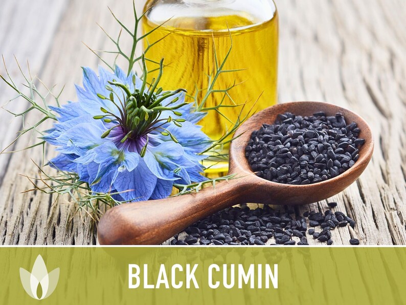 Black Cumin Herb Seeds – Nigella Sativa, Culinary & Medicinal image 6