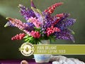 Pixie Delight Dwarf Lupine Seeds | 50+ Seeds, Containers & Gardens, Heirloom Flower, Lupinus hartwegii nanus