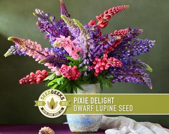 Pixie Delight Dwarf Lupine Seeds | 50+ Seeds, Containers & Gardens, Heirloom Flower, Lupinus hartwegii nanus