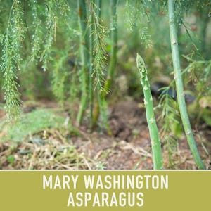 Mary Washington Asparagus Seeds, Heirloom Vegetable, Non-GMO image 7