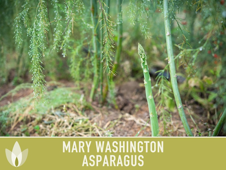 Mary Washington Asparagus Seeds, Heirloom Vegetable, Non-GMO image 7