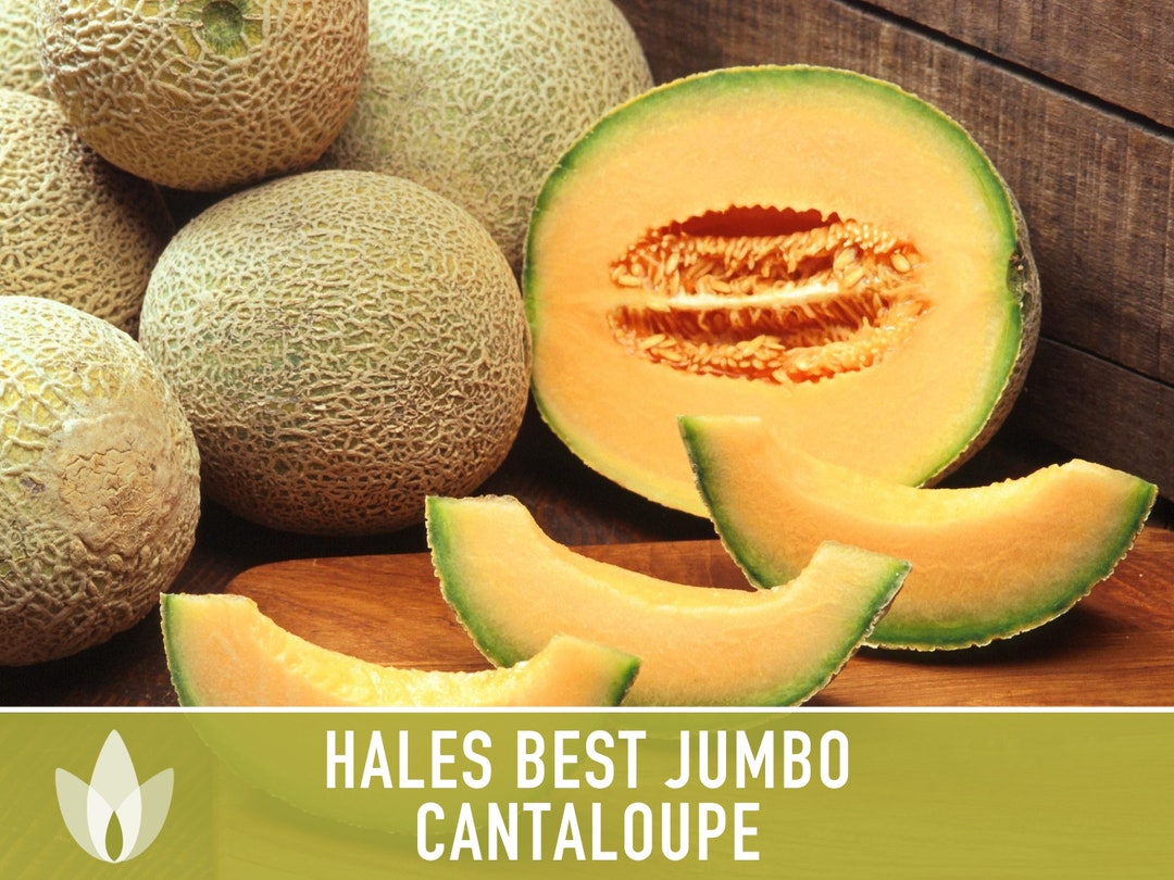 Hales Best Jumbo Cantaloupe Heirloom Seeds Etsy