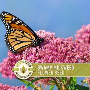 May include: A Monarch butterfly with orange and black wings rests on a cluster of pink Swamp Milkweed flowers. The image includes a logo that reads "Seed Geeks" and the text "Swamp Milkweed Flower Seed."
