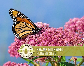 Milkweed, Asclepias Incarnata Seeds - Non-GMO, Open Pollinated, Untreated, Heirloom, Native, Flower Seeds
