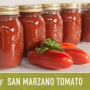 San Marzano Tomato Heirloom Seeds Paste Tomato, Canning Tomato, Slicing Tomato, Indeterminate, Open Pollinated, Non-GMO image 6