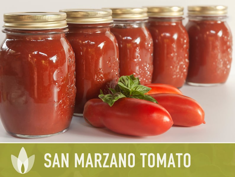 San Marzano Tomato Heirloom Seeds Paste Tomato, Canning Tomato, Slicing Tomato, Indeterminate, Open Pollinated, Non-GMO image 6