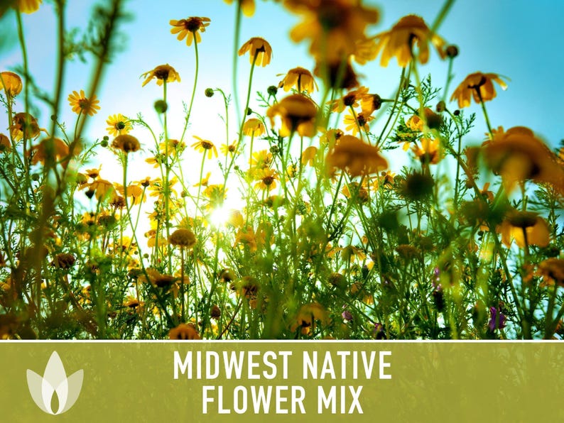 Midwest Native Wildflower Seeds, Heirloom Mix image 6