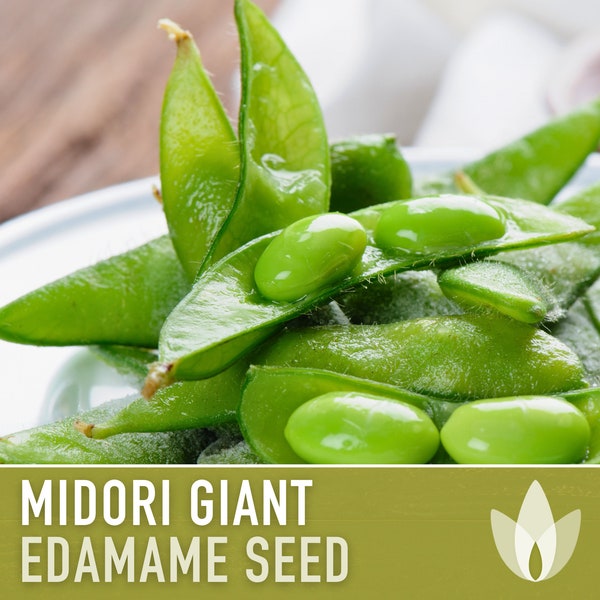 Midori Giant Edamame Seeds - Heirloom Seeds, Organic Soybean, Japanese Beans, Bush Bean, Open Pollinated, Untreated, Non-GMO