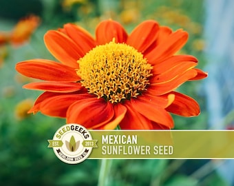 May include: Close-up of a vibrant orange Mexican sunflower with a yellow center. The image includes a logo that reads "Seed Geeks" and the text "Mexican Sunflower Seed."