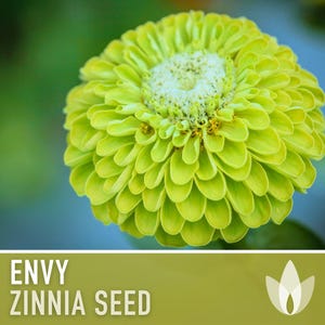 Envy Lime Green Zinnia Seed | 100+ Seeds, Heirloom Annual Flower, Butterfly Gardens, Cut Flowers, Zinnia elegans zdjęcie 12