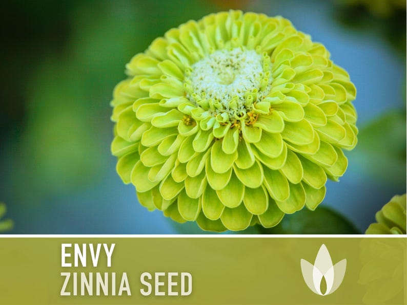 Envy Lime Green Zinnia Seed | 100+ Seeds, Heirloom Annual Flower, Butterfly Gardens, Cut Flowers, Zinnia elegans zdjęcie 12