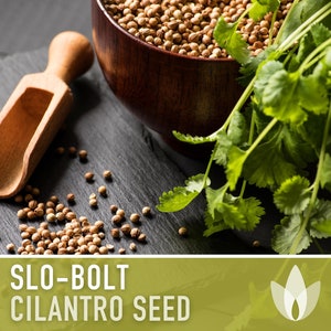 Slo-Bolt Cilantro Herb Heirloom Seeds image 7