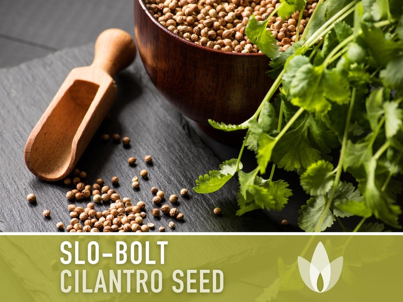 Slo-Bolt Cilantro Herb Heirloom Seeds image 7