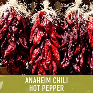 Anaheim Chili Seeds | 25+ Seeds, Heirloom, Mild Flavor, Versatile Use | Capsicum annuum image 8