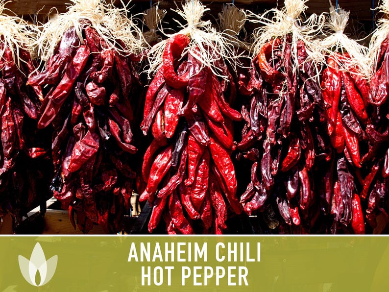 Anaheim Chili Seeds | 25+ Seeds, Heirloom, Mild Flavor, Versatile Use | Capsicum annuum image 8