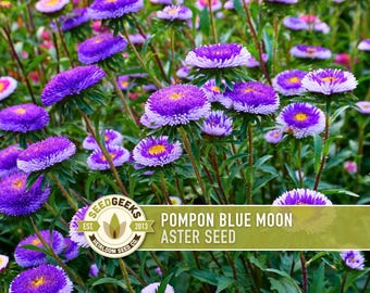 Blue Moon Aster, Heirloom Pompon China (30 Seeds